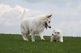 BERGER BLANC SUISSE - ADULTS ET PUPPIES 023